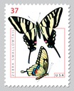 Zebra Swallowtail Butterfly