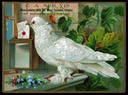 Dove / Letter / Mailbox