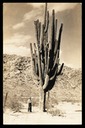 The World's Largest Saguaro Cactus
