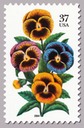Pansies