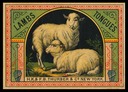Thurber's Lambs
