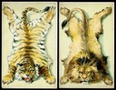 Tiger & Lion Skins